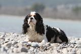 CAVALIER KING CHARLES 215